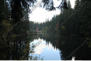 Photo Reference of Background Forest